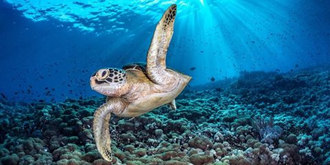 These award-winning underwater photos provide a rare glimpse beneath the world’s oceans