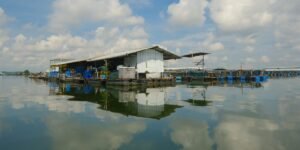 Singapore’s traditional floating fish farms are disappearing. Meet the farmers battling costs and climate to keep the trade alive.