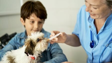 Does Pet Insurance Cover Your Pet’s Medication And Perscriptions?