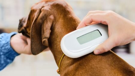 Does Pet Insurance Cover Microchipping For Your Cat Or Dog?