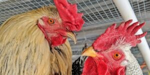 Don’t buy a backyard chicken to get cheap eggs