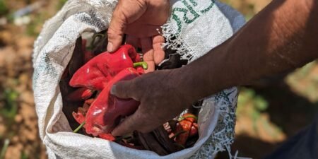 Single-origin Mexican chiles could finally be available in the US. But thanks to tariffs, you may never taste them.