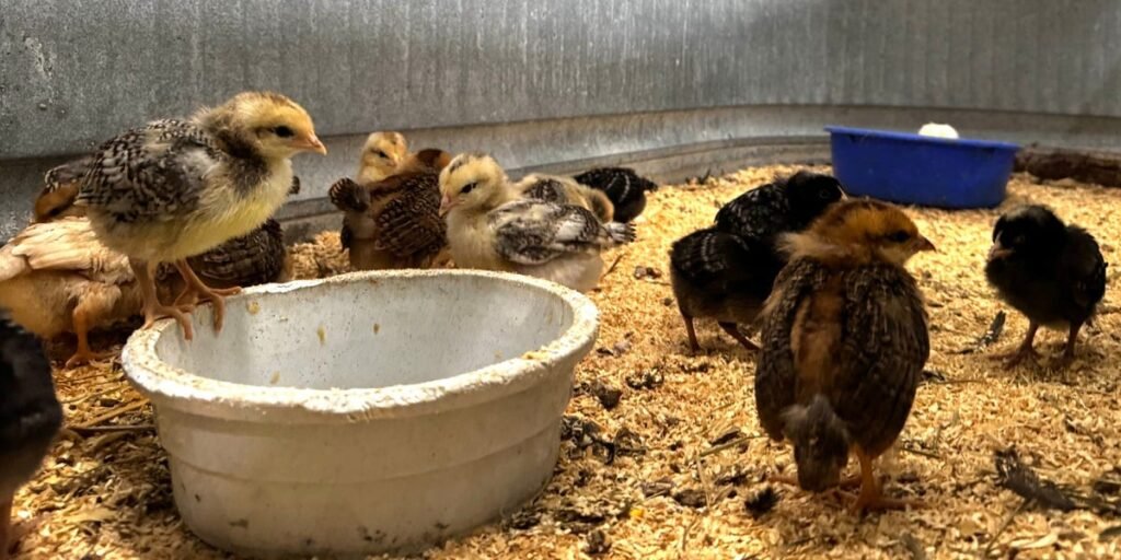 Chick Sales Are on Track for Record Year, Tractor Supply CEO Says