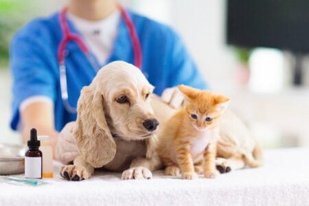 7 Costly Pet Expenses That Could Blow up Your Retirement Budget
