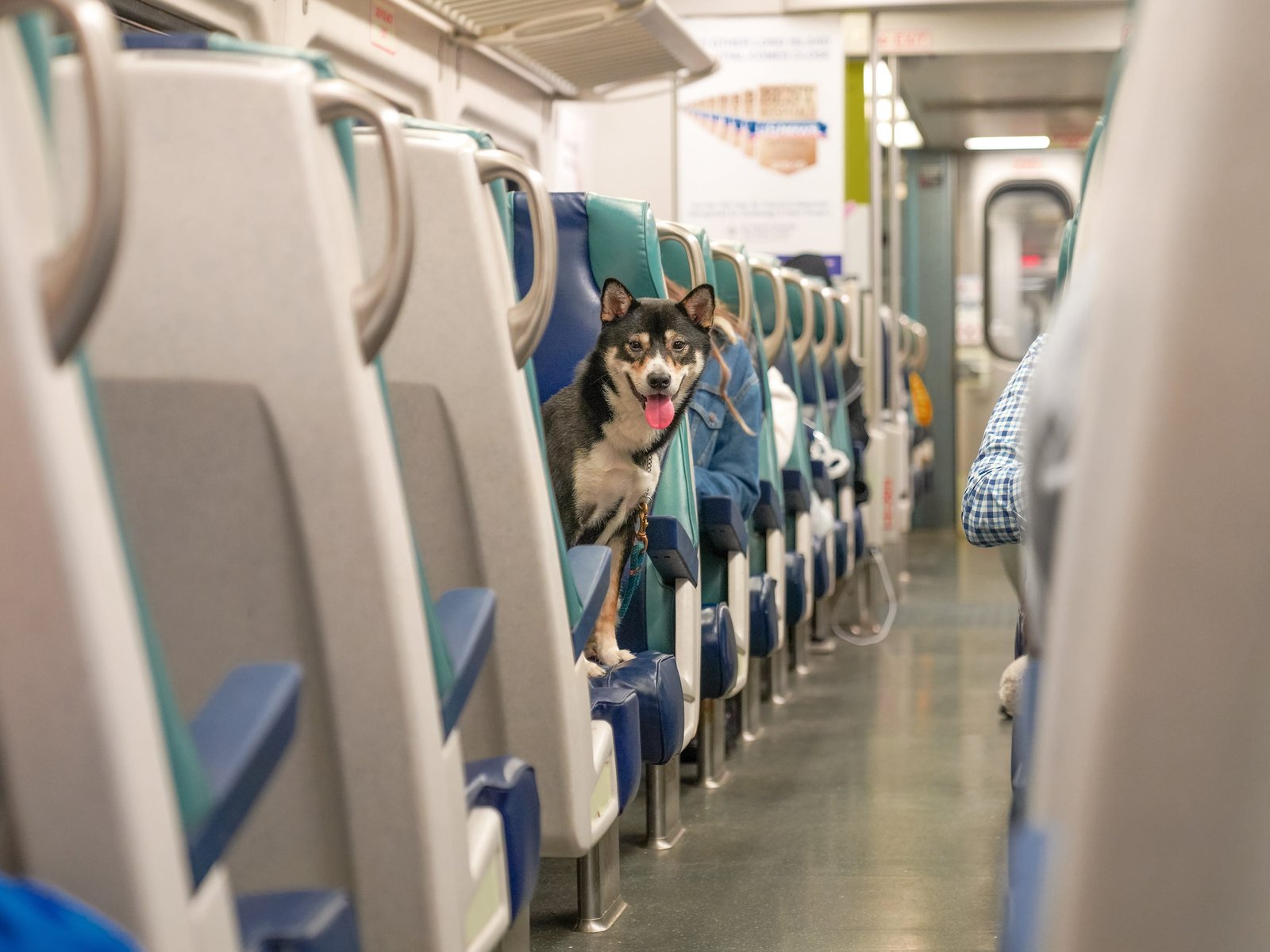 A dog sitting on a train seat looking back at the camera.