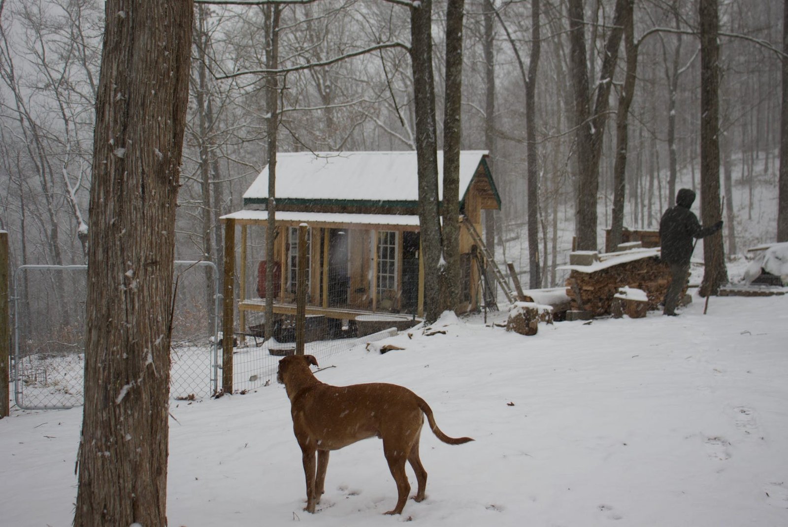 The chicken coop outside the writer's cabin in West Virginia.