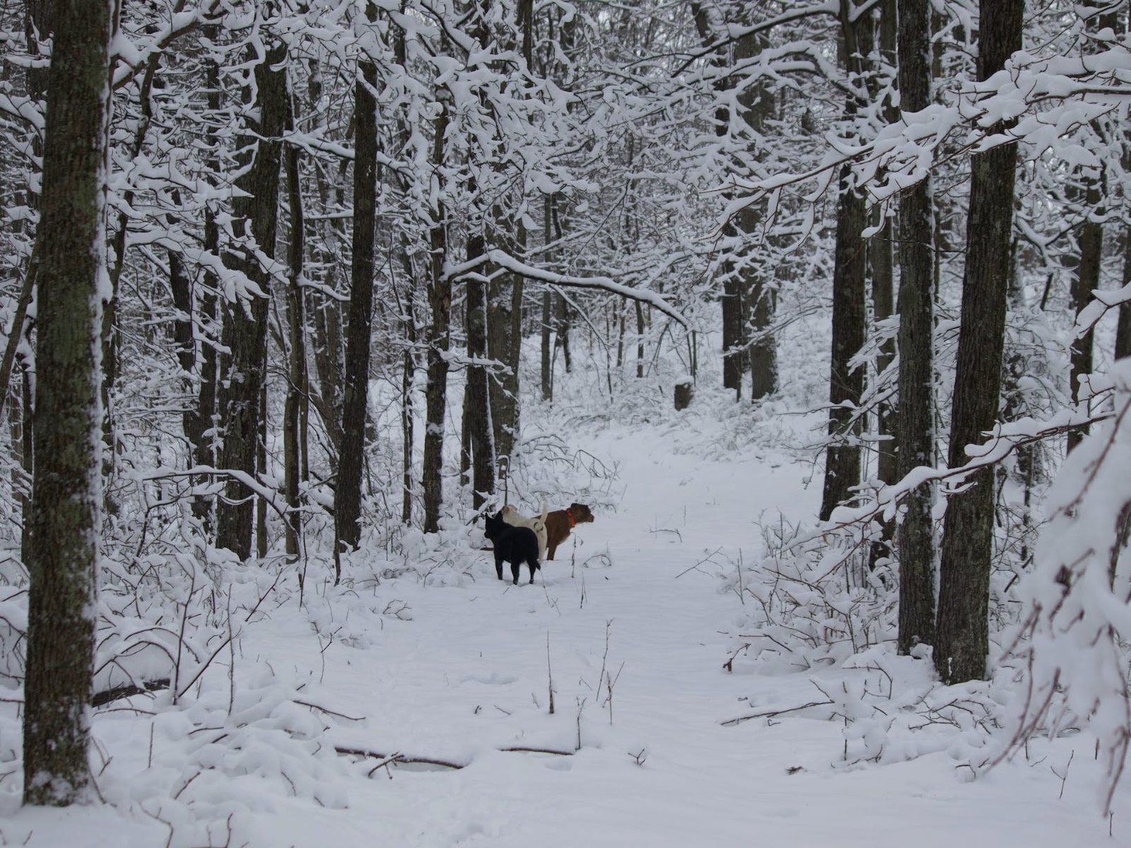 The writer's dogs in the snow in rural West Virginia.
