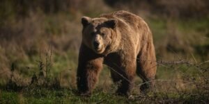 Japan’s Deploying Anti-Bear Drone Tech in Its Ongoing War on Bears