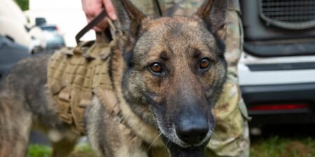 US military dogs died in poor kennel conditions as others fell ill, Pentagon watchdog says US military dogs died in poor kennel conditions as others fell ill, Pentagon watchdog says