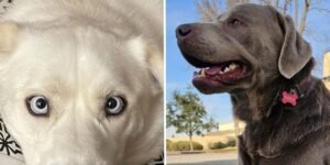 Amazon CEO says the pet-finder AI tool on Ring Doorbells helped bring home 99 dogs home in 90 days