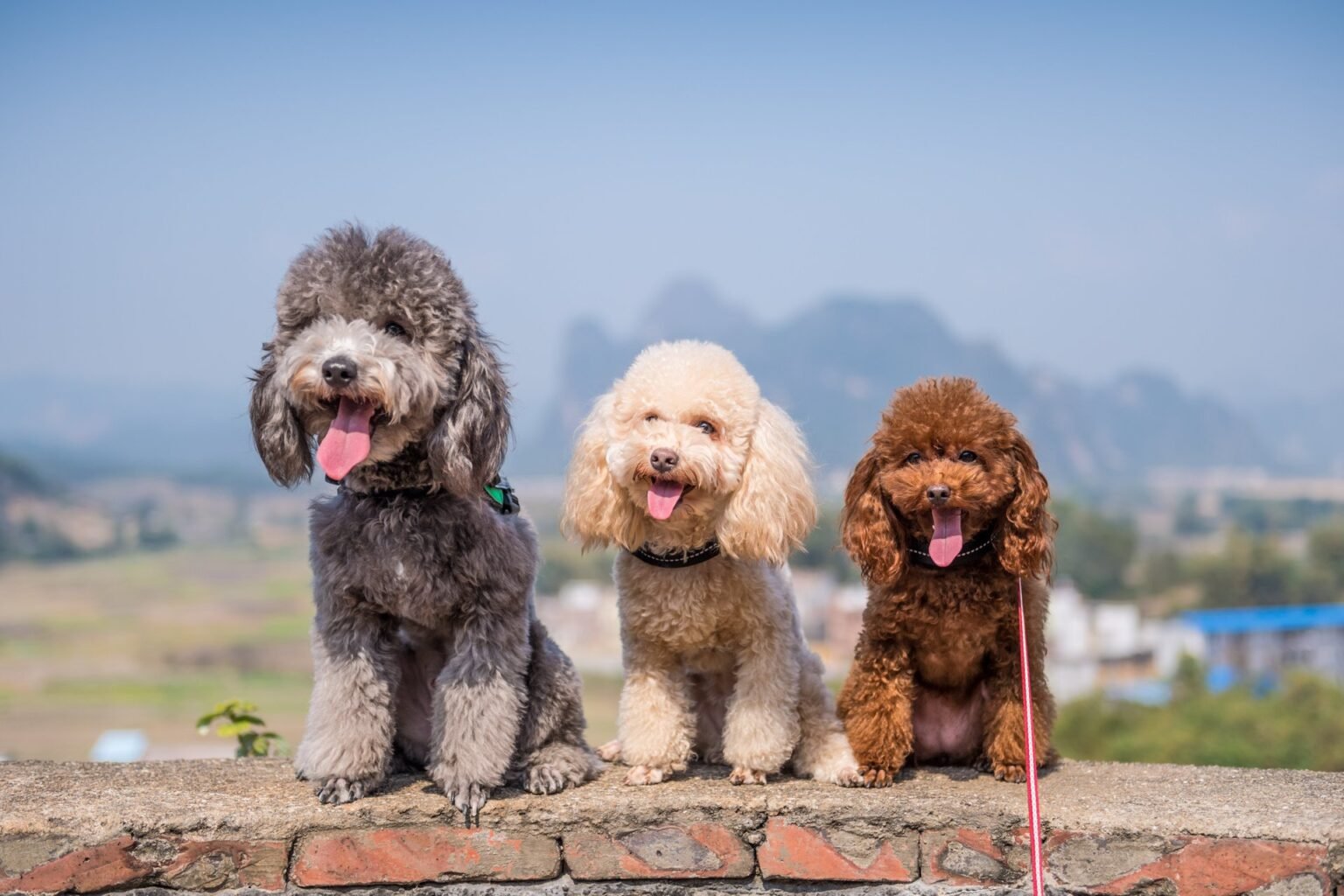 6 Reasons to Think Twice Before Buying a Hypoallergenic Dog