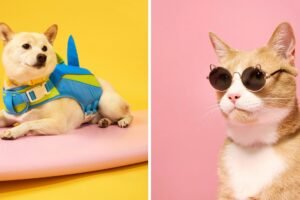 Save 10% Sitewide during Petco’s Memorial Day Sale Save 10% Sitewide during Petco’s Memorial Day Sale