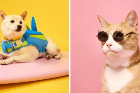 Save 10% Sitewide during Petco’s Memorial Day Sale