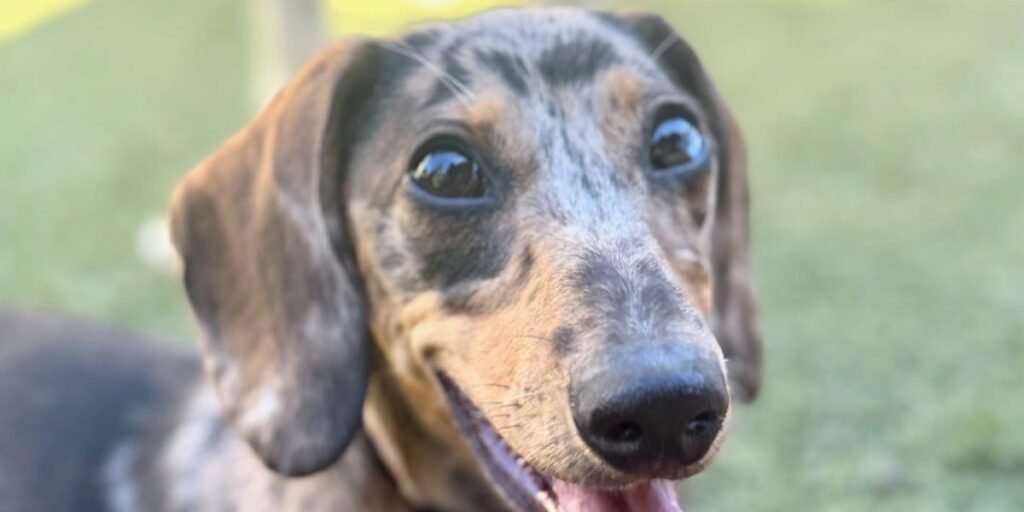 New AI-powered puppy KPIs: Key Potty Indicators New AI-powered puppy KPIs: Key Potty Indicators