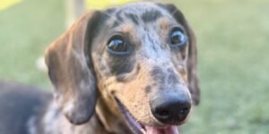New AI-powered puppy KPIs: Key Potty Indicators