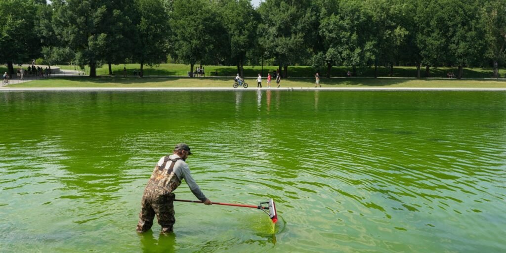Algae has turned the Lincoln Memorial Reflecting Pool green again, days after its .8 million makeover. Take a look. Algae has turned the Lincoln Memorial Reflecting Pool green again, days after its .8 million makeover. Take a look.