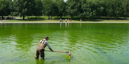 Algae has turned the Lincoln Memorial Reflecting Pool green again, days after its .8 million makeover. Take a look. Algae has turned the Lincoln Memorial Reflecting Pool green again, days after its .8 million makeover. Take a look.