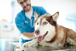 What Your Pet Insurance Won’t Cover