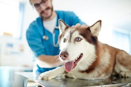 What Your Pet Insurance Won’t Cover