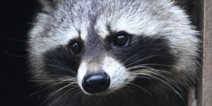 Jimothy the raccoon is proof that being weird, feral, and unknowable is the key to winning the internet