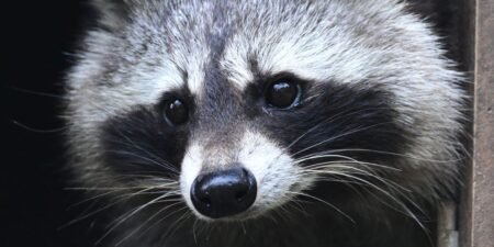 Jimothy the raccoon is proof that being weird, feral, and unknowable is the key to winning the internet