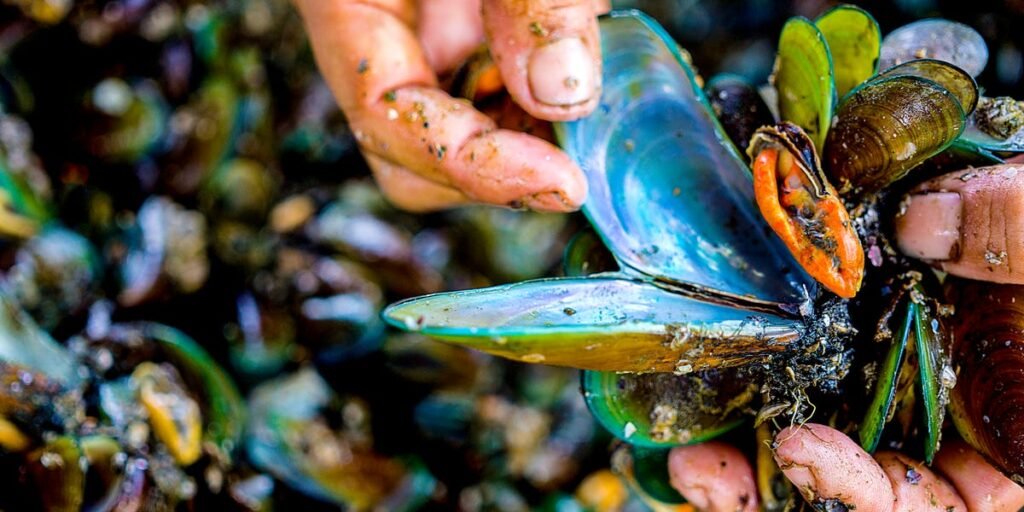 How Families Risk Their Lives Harvesting Toxic Mussels in Indonesia How Families Risk Their Lives Harvesting Toxic Mussels in Indonesia