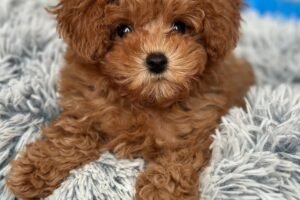 Your Pet Could Get Paid ,000 to Be Cute and Snuggly Your Pet Could Get Paid ,000 to Be Cute and Snuggly