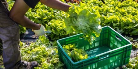 Michigan reports first 2 deaths linked to cyclospora outbreak Michigan reports first 2 deaths linked to cyclospora outbreak