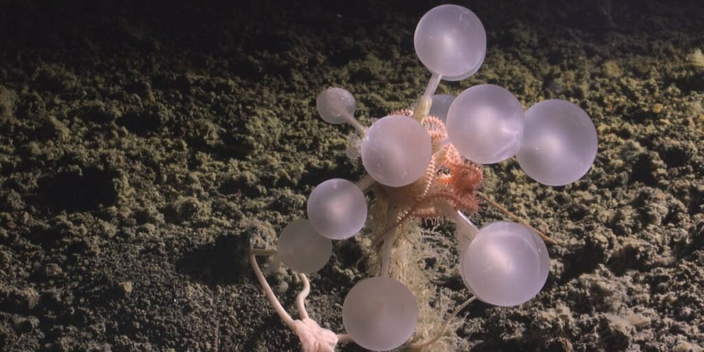 25 bizarre creatures from the bottom of the ocean that look like aliens 25 bizarre creatures from the bottom of the ocean that look like aliens